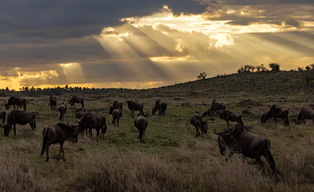 The Great Wildebeest Migration