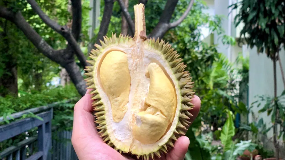 Durian Favourite foods around the world
