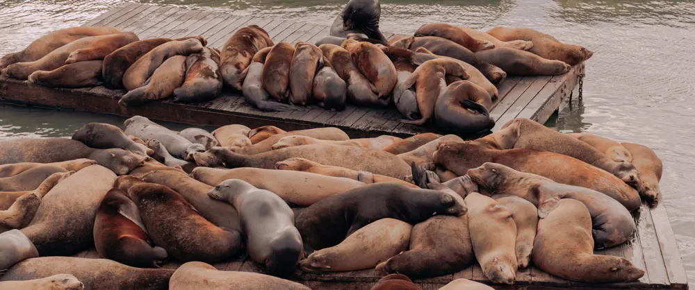 Pier 39 sea lions in San Francisco