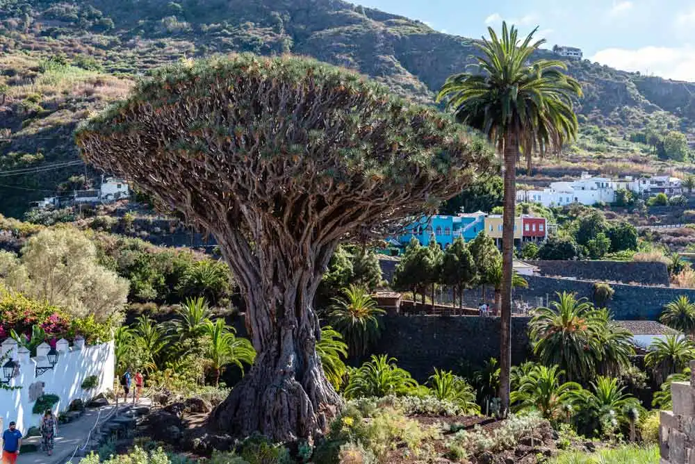Parque del Drago