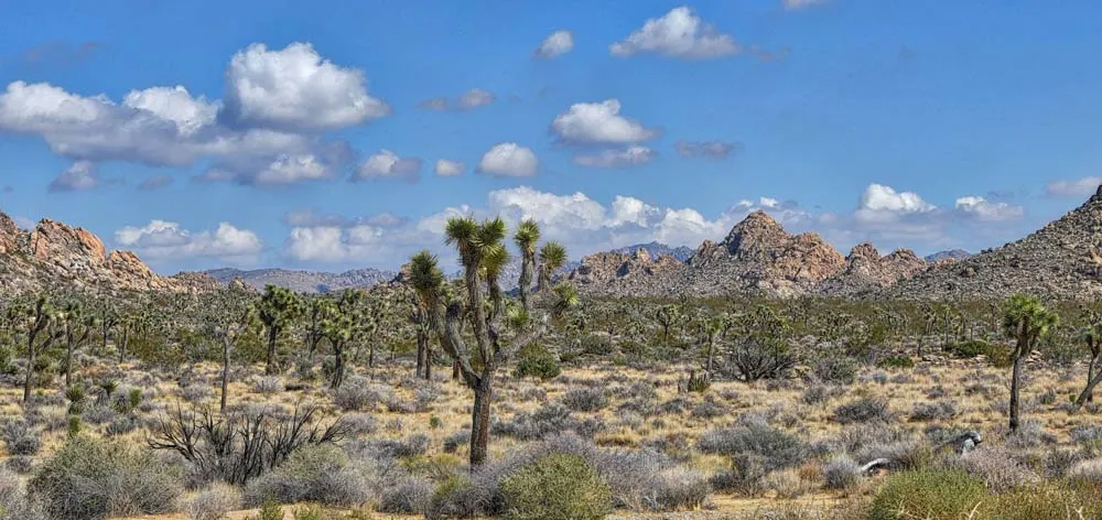 Gorgeous landscape of the Joshua Tree National Park, a unique thing to do in the USA