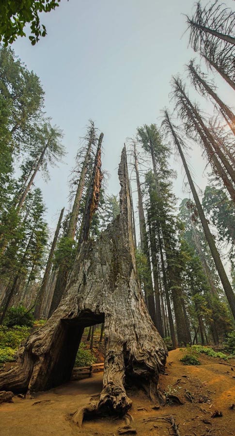Sequoia National Park USA Bucket list