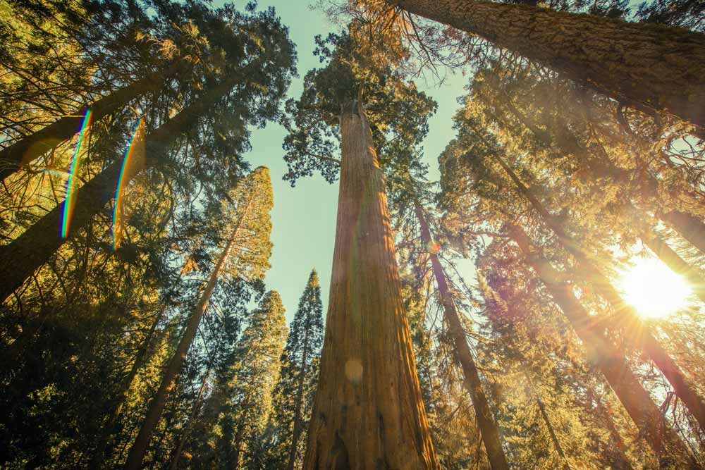 Sequoia National Park for your USA Bucketlist