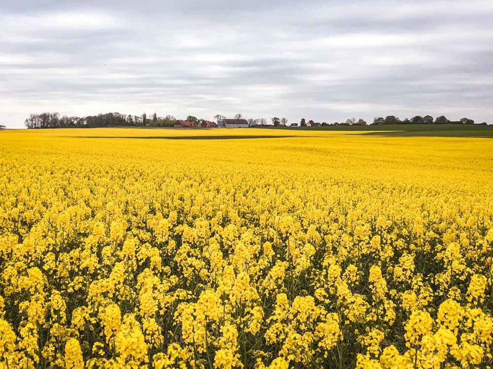 Beautiful daffodil fields in Denmark 