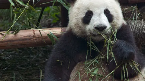 CHENGDU TRAVEL GUIDE