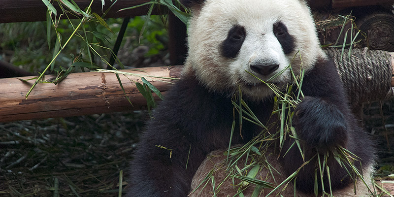 Chengdu pandas in China