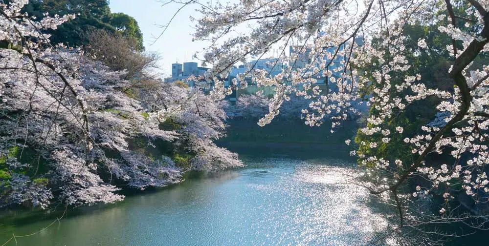 Chidorigafuchi Cherry blossom in tokyo japan