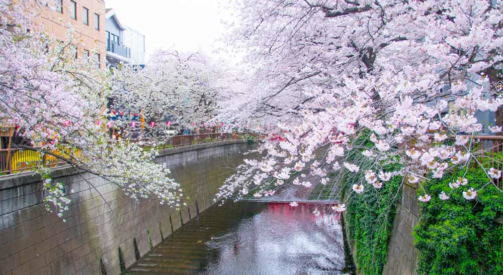 Meguro River Cherry blossom in tokyo japan