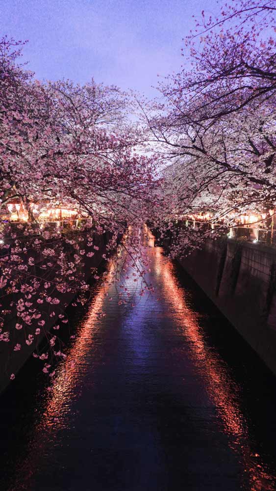 Cherry blossom in tokyo
