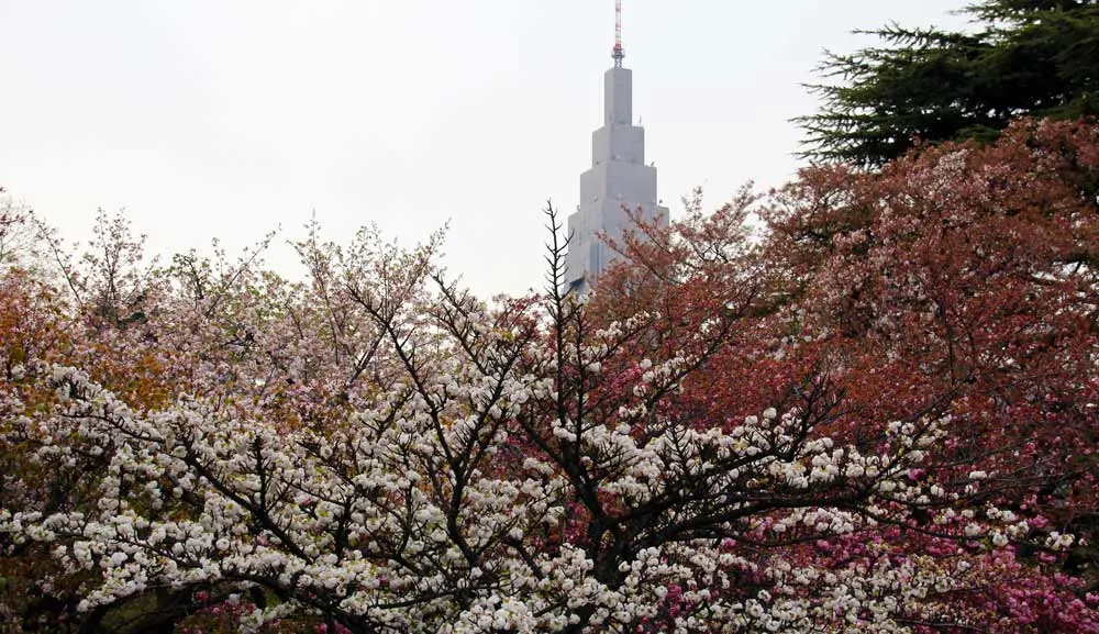 Shinjuku Garden Cherry blossom in tokyo japan