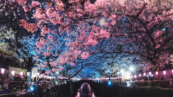 PLACES FOR CHERRY BLOSSOM IN TOKYO, JAPAN