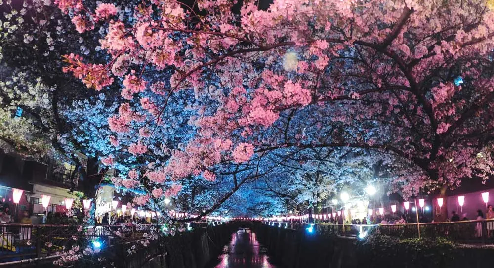 Cherry blossom in tokyo japan