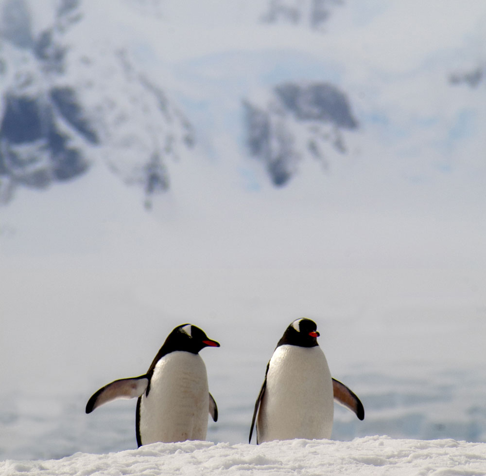 How to visit Antarctica