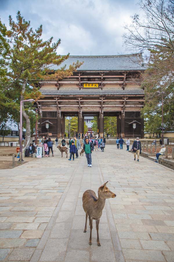 Todai-Ji Temple, Nara