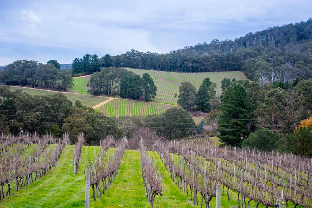 Best Wineries in Adelaide Hills