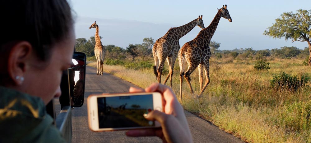 Where to go on safari