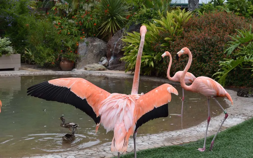 Flamingos at San Diego Sea World