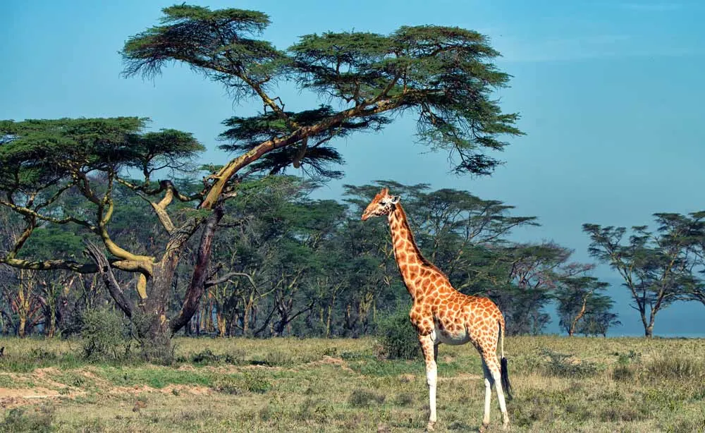 Giraffe in Uganda wildlife sanctuaries