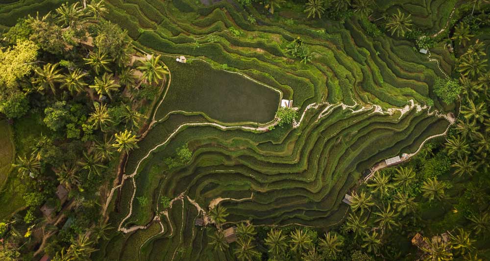 Bali rice fields in Indonesia
