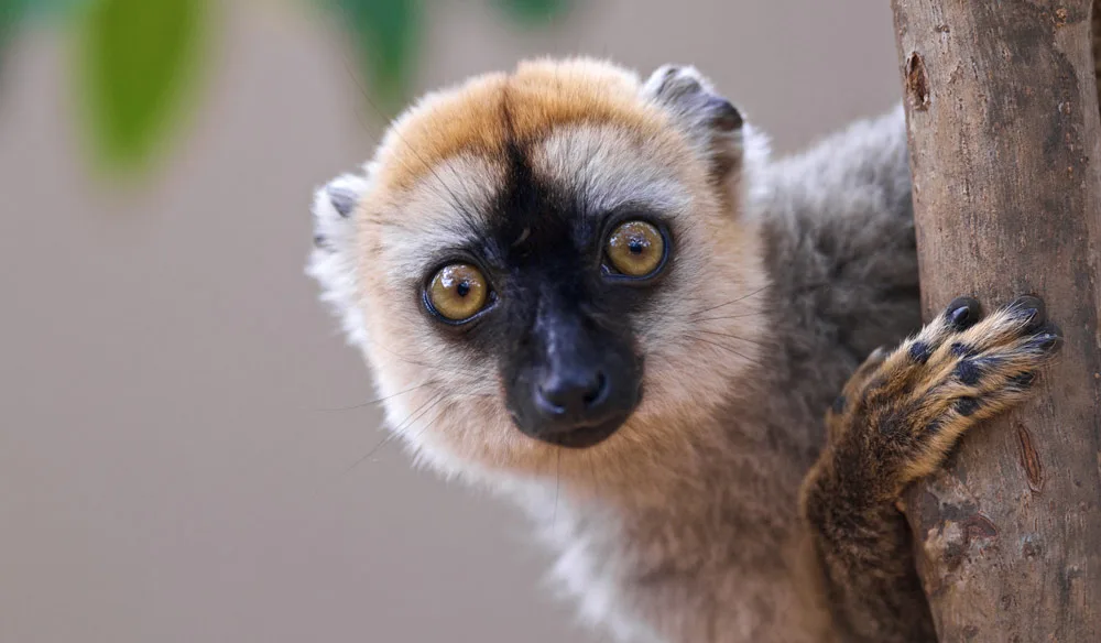 Lemur in Madagascar wildlife sanctuaries