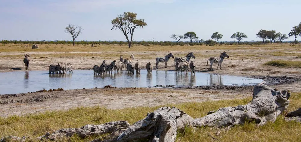Zebras in Botswana Wildlife Sanctuaries