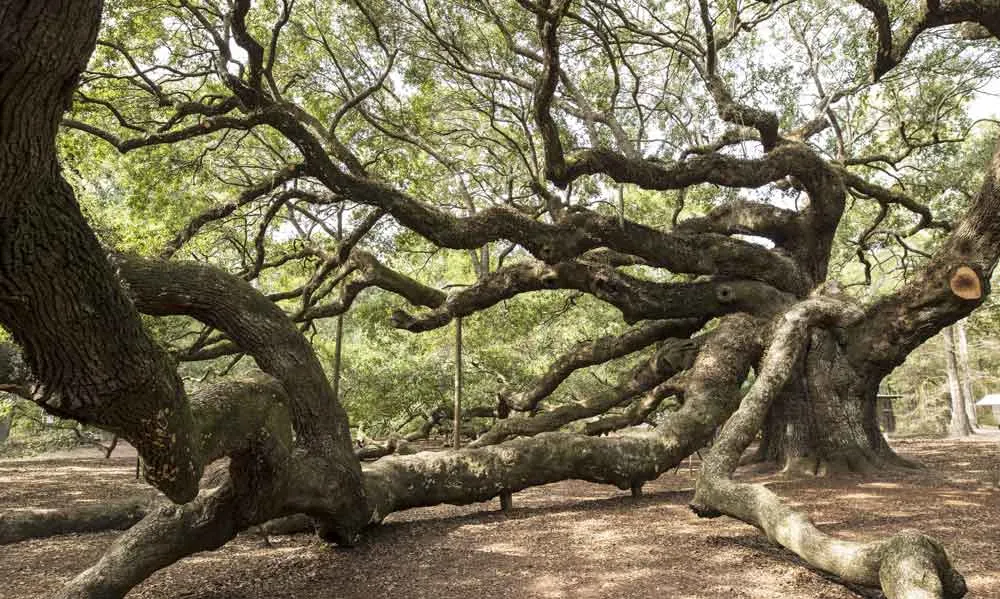 Angel Oak in Charleston is another reason to visit Charleston