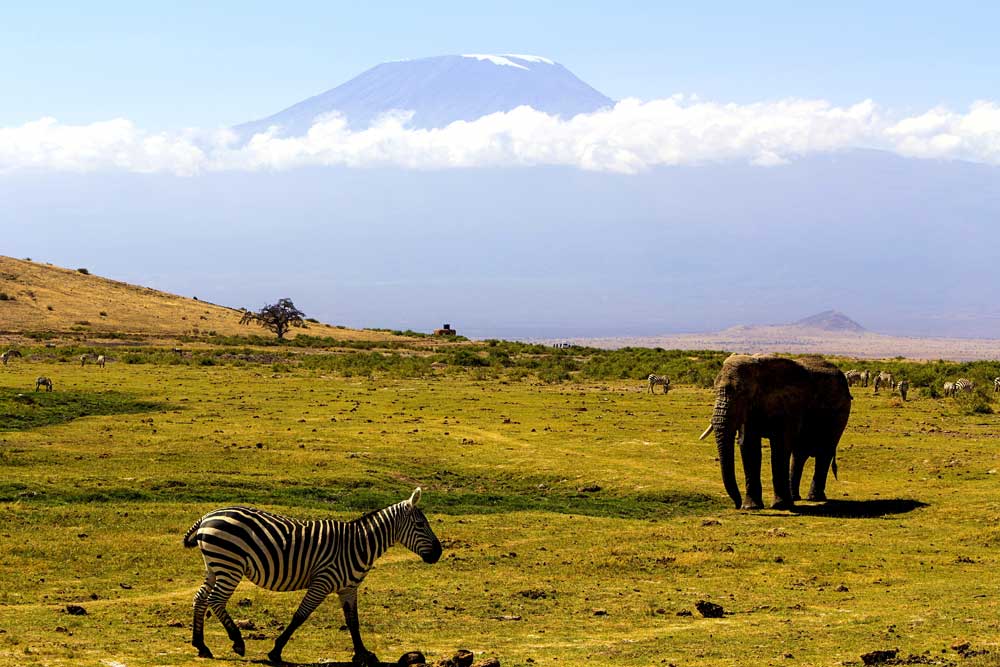 Tanzania Landscape with an elephant and zebra