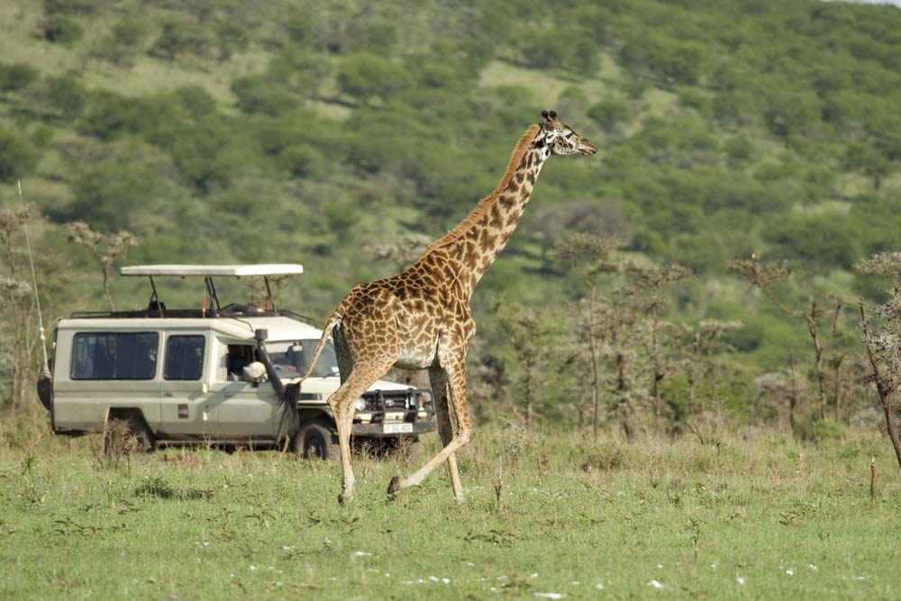 kenya family safari