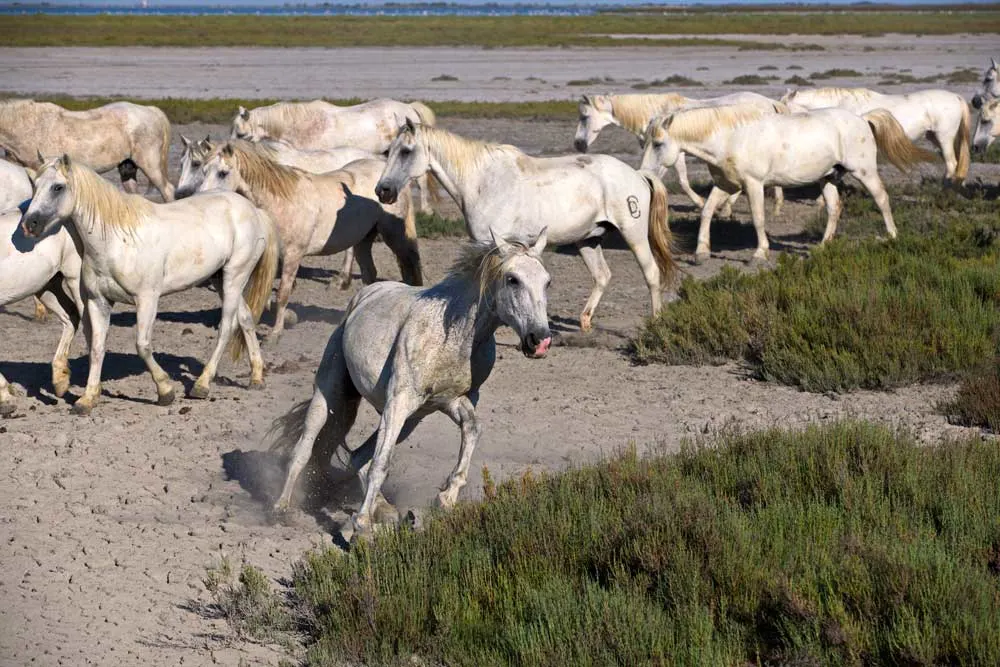 White Horses in Camargue Coast, France