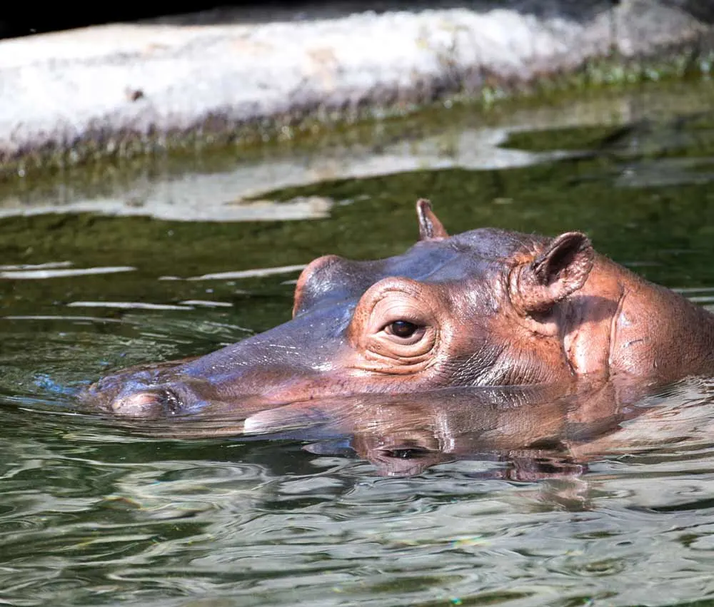 ZooParc de Beauval is one of the best things to do in France with kids
