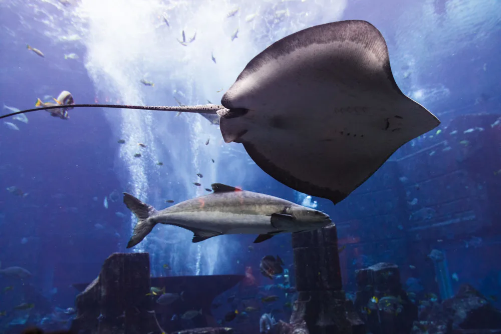 Ripley's Aquarium of Canada