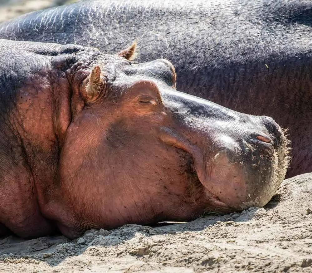 Toronto Zoo