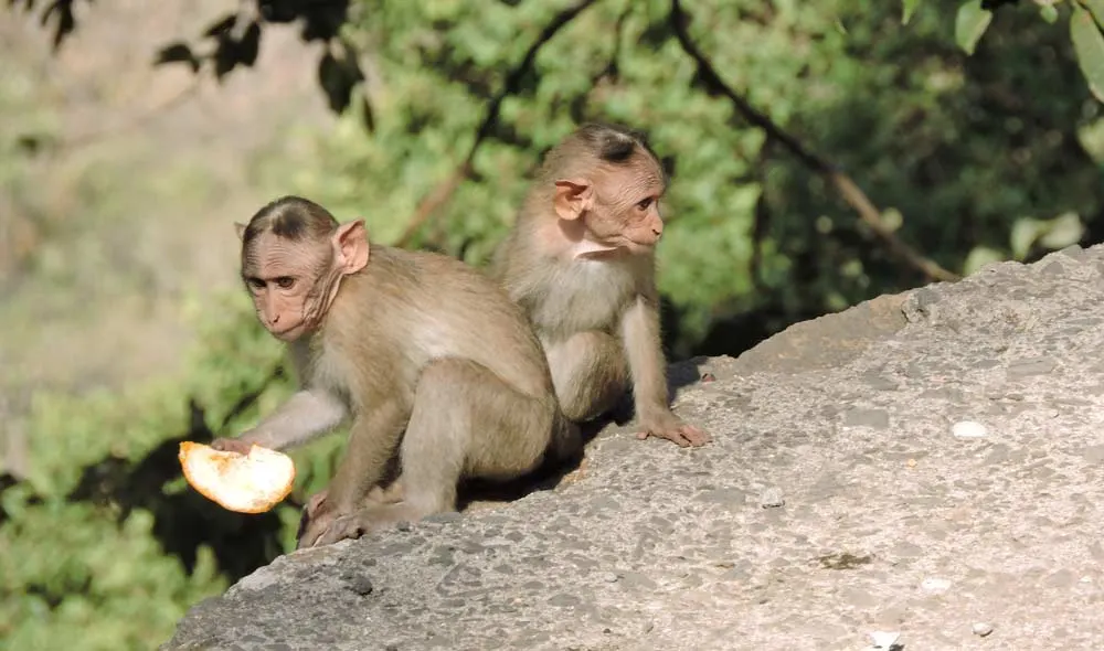 Sanjay Gandhi National Park