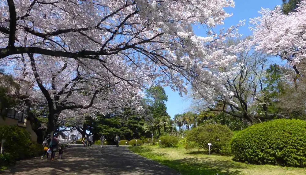 Koishikawa Botanical Garden