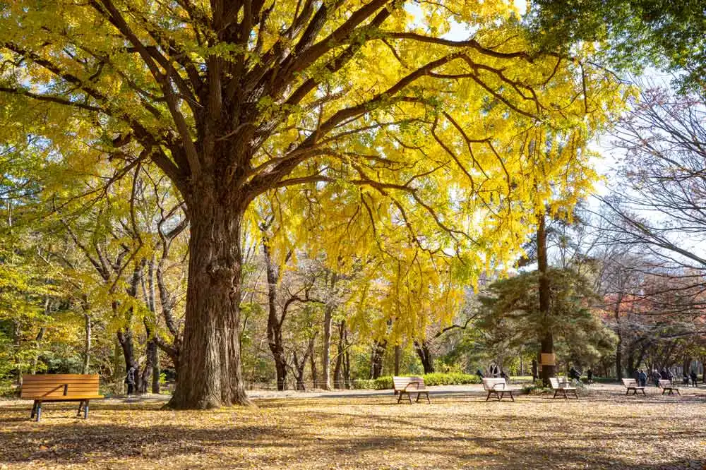 Yoyogi Park