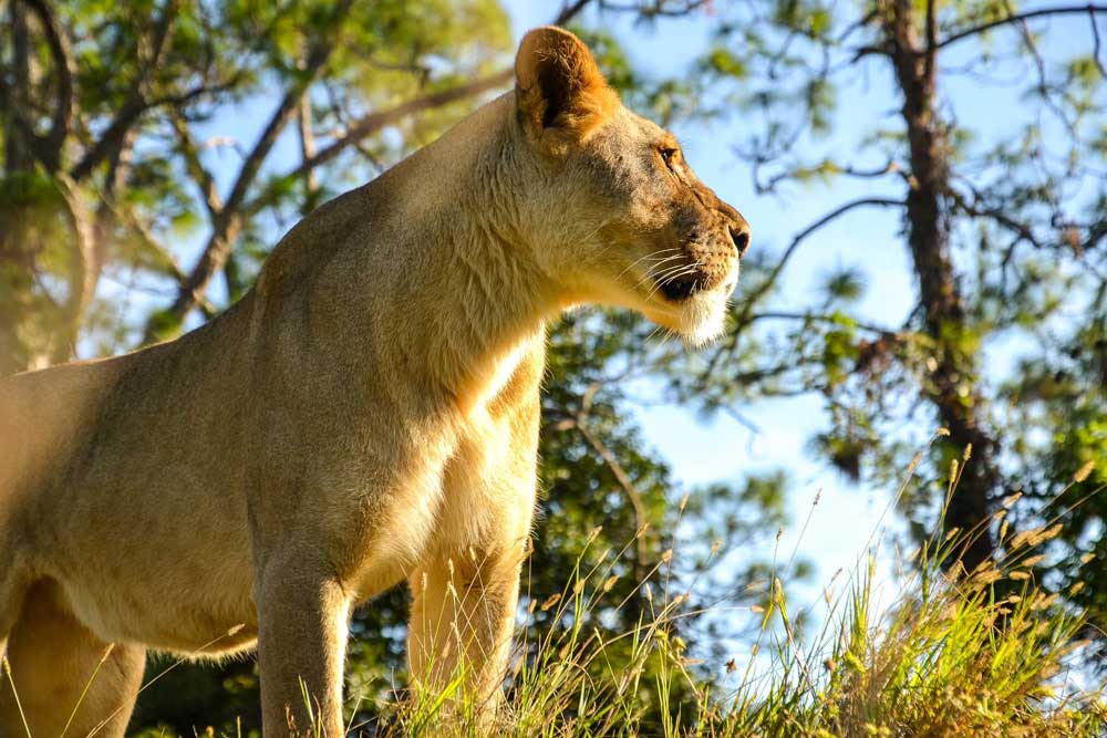 Lion Country Safari