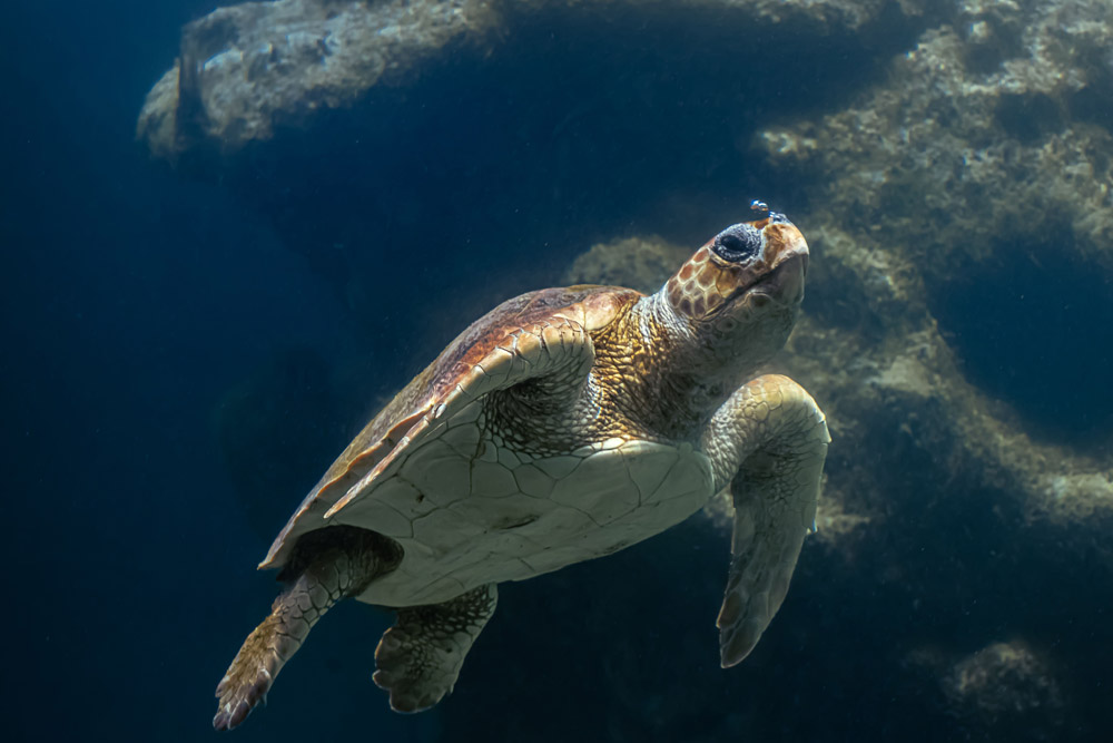 Loggerhead Marinelife Center